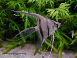 Pterophyllum scalare - Zebra Skalar Schleier