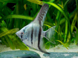 Pterophyllum scalare - Blauer Skalar