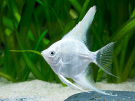 Pterophyllum scalare - Platin Skalar