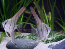 Pterophyllum spec. altum - Peru Altum Skalar