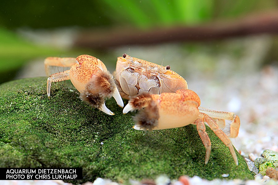 Ptychognathus barbartus - Unterwasserkrabbe "Pompom"