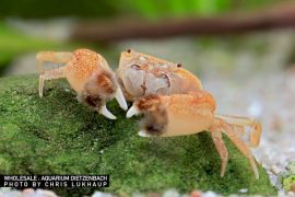 Ptychognathus barbatus - Pom Pom Krabbe