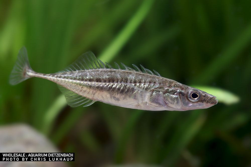 Pungitius sinensis - Amur-Stichling Pungitius sinensis - Amur-Stichling