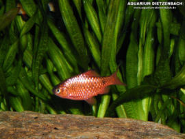 Puntius conchonius - Rubinprachtbarbe
