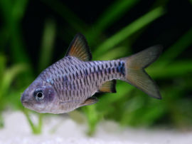 Puntius oligolepis - Eilandbarbe
