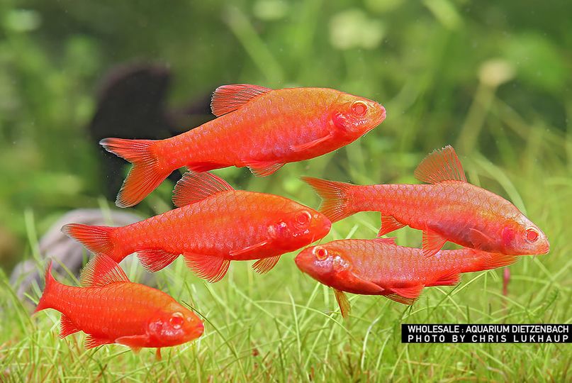 Puntius titteya -  Albino Bitterlingsbarbe "Fire" xl