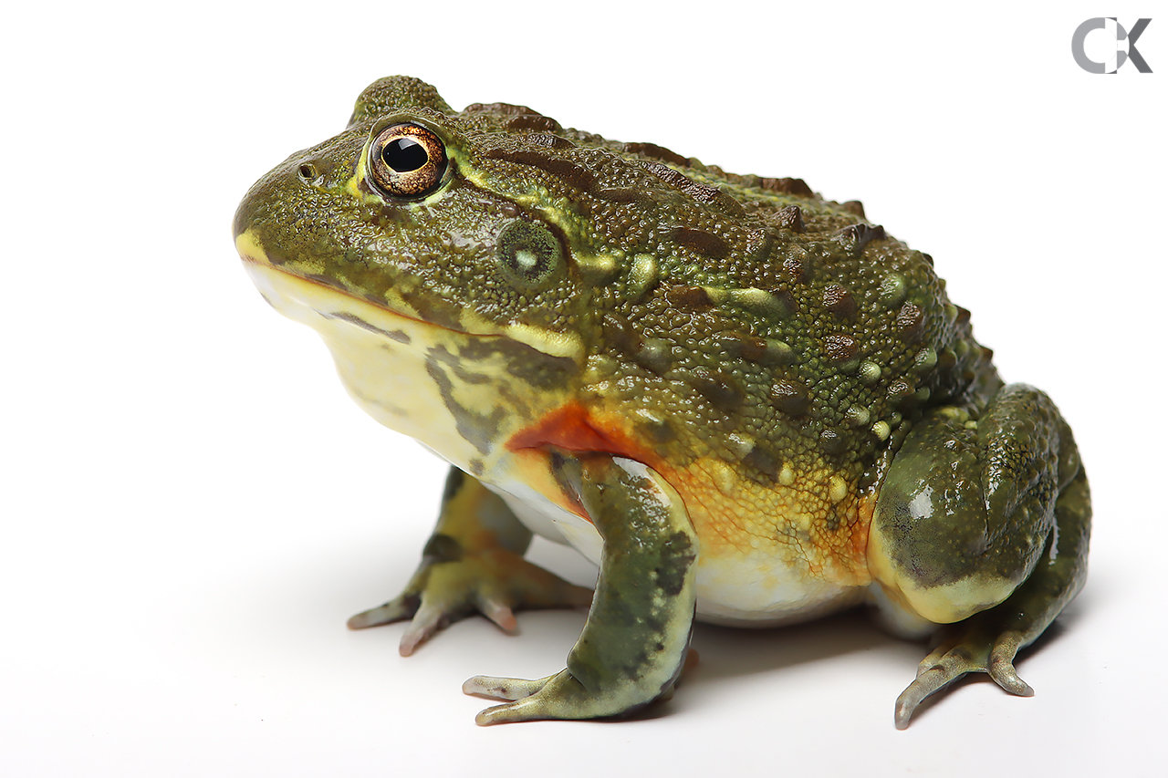 Pyxicephalus adspersus - Grabfrosch