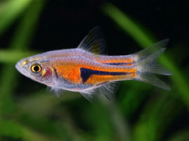 Rasbora Ttrigonostigma espei - Rote Keilfleckbarbe