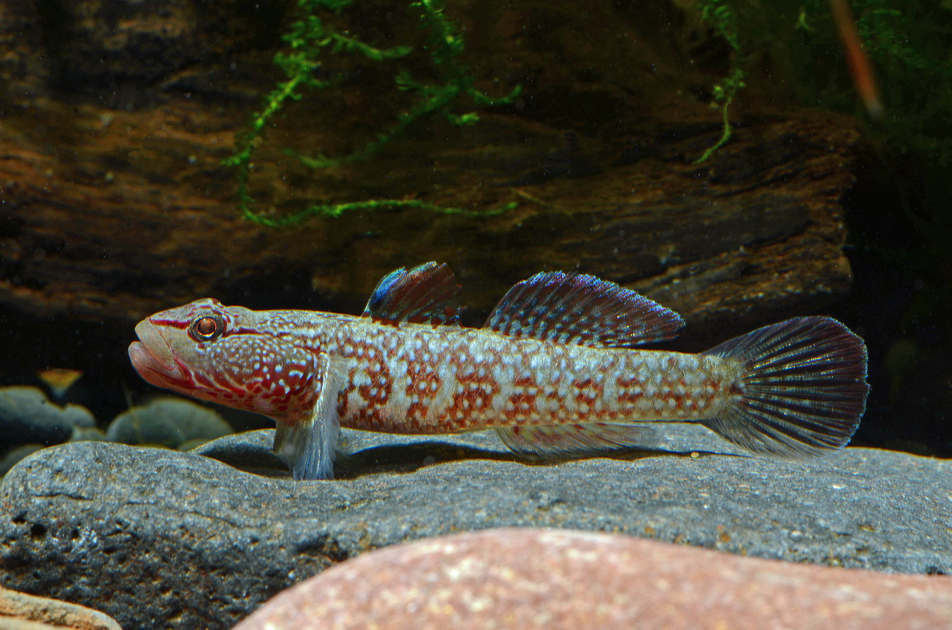 Rhinogobius cf. albimaculatus - China Grundel "pearl"