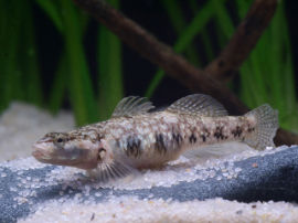 Rhinogobius cf. lungwoensis - Weibchen