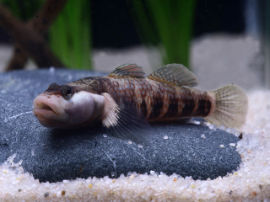 Rhinogobius cf. lungwoensis - Tarnfärbung