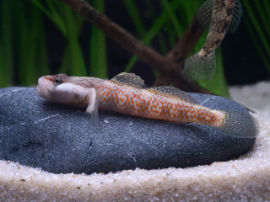 Rhinogobius cf. lungwoensis - Männchen