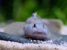 Rhinogobius nantaiensis - Gelbsaumgrundel