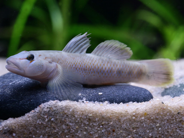Rhinogobius nantaiensis - Gelbsaumgrundel Rhinogobius nantaiensis - Gelbsaumgrundel