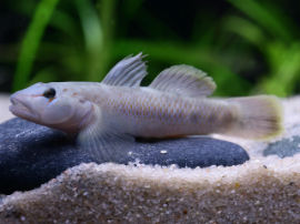 Rhinogobius nantaiensis - Gelbsaumgrundel