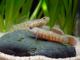 Rhinogobius zhoui - Flammengrundel
