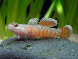 Rhinogobius zhoui - Flammengrundel