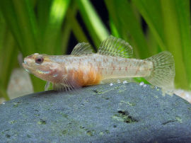 Rhinogobius zhoui - Flammengrundel