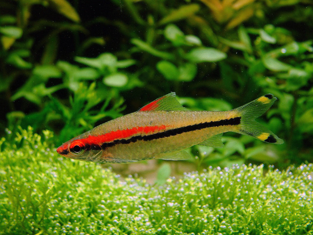 Sahyadria denisonii - Rotstrichhaibarbe
