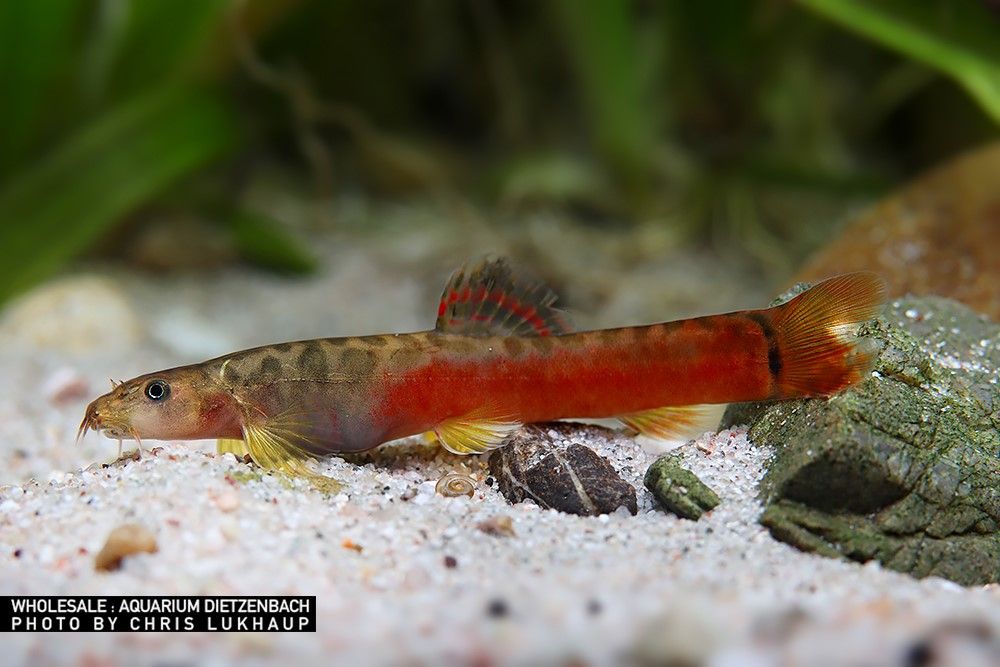 Schistura sp. crimson - Purpur-Bachschmerle