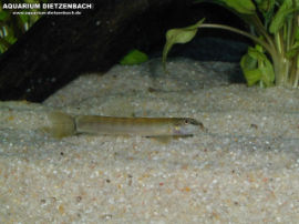 Schistura spec. - Kleinbleibende Schmerlen