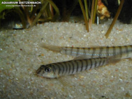 Schistura spec. - Geringelte Schmerle