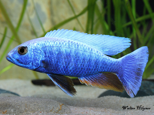 ciaenochromis fryeri - Eisberg