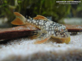 Scorbinancistrus spec. L14 - Schmetterlingsgrundel