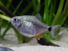Serrasalmus nattereri - Piranha
