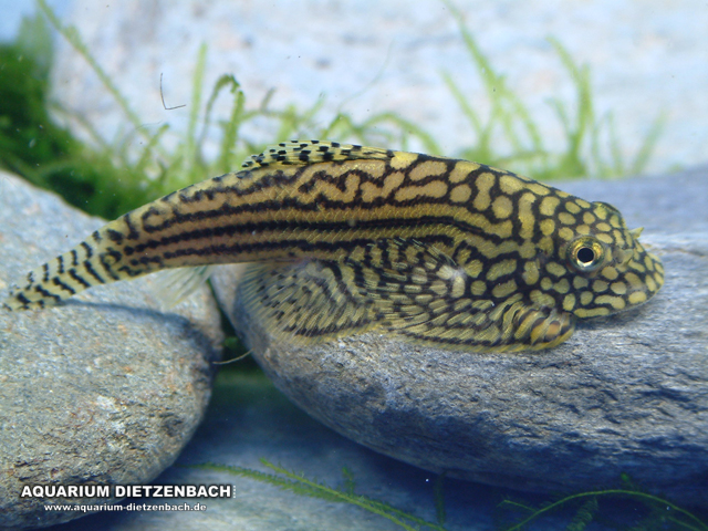 Sewellia lineolata - Tiger Hillstream Loach