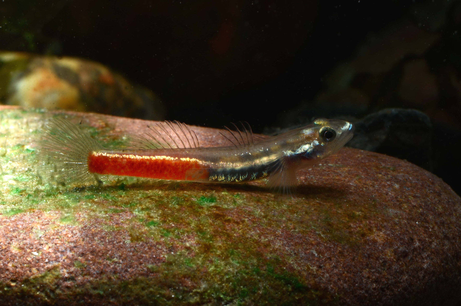 Sicyopus discordipinnis