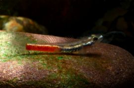 Sicyopus discordipinnis
