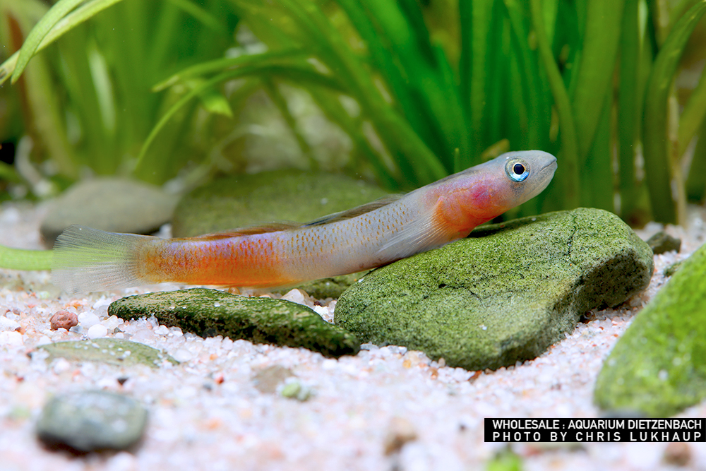Sicyopus multisquanmatus - Neongrundel "Tearsdrop"
