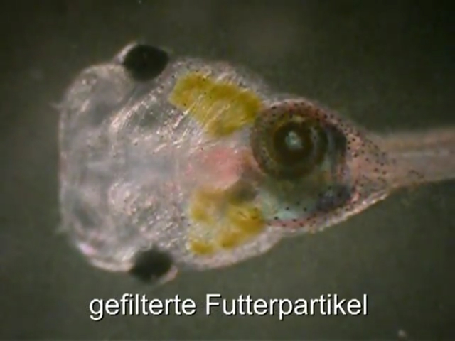 Silurana tropicalis  - Tropischer Krallenfrosch
