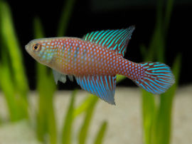 Simpsonichthys fluminantis - Guanambi