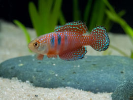 Simpsonichthys picturatus