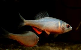 Sinorhodeus microlepis - Bitterling "China Blutrot"