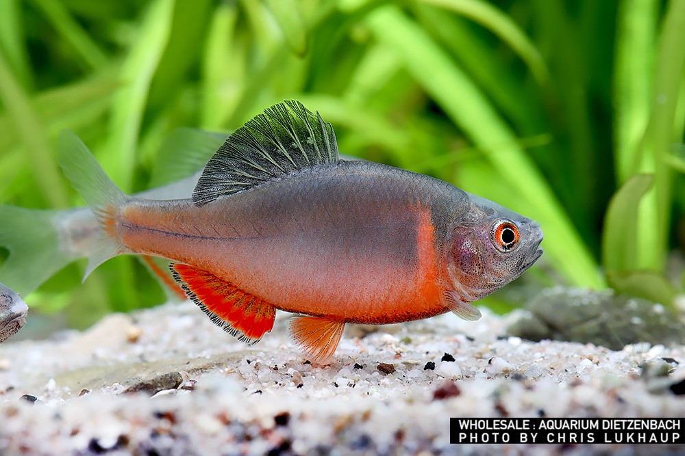 Sinorhodeus microlepis - Bitterling "China Blutrot"