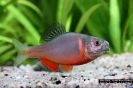 Sinorhodeus microlepis - Bitterling "China Blutrot"