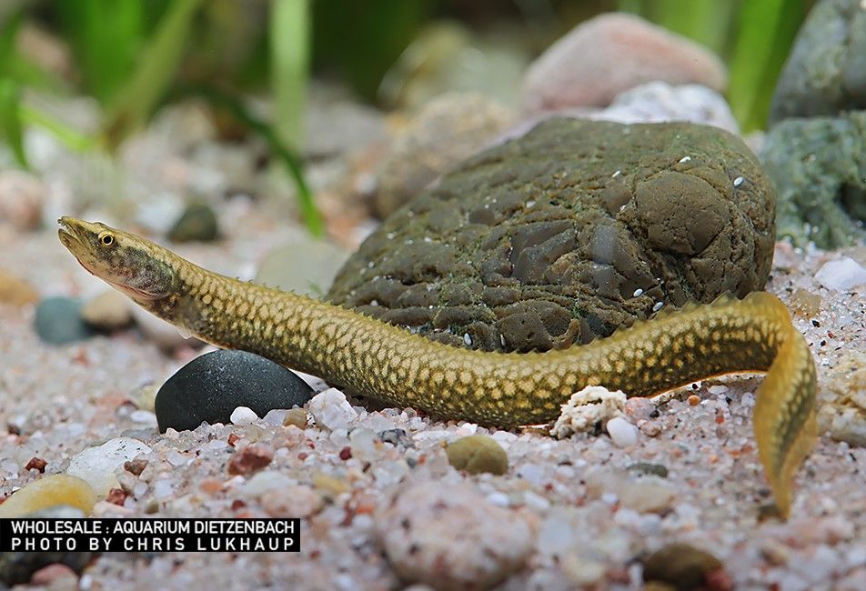 Sinobdella sinensis - Chinesischer Stachelaal Sinobdella sinensis - Chinesischer Stachelaal