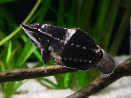 Sphaerichthys vaillanti - Männchen