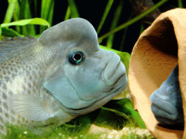 Steatocranus casuaris - Buckelkopfcichlide