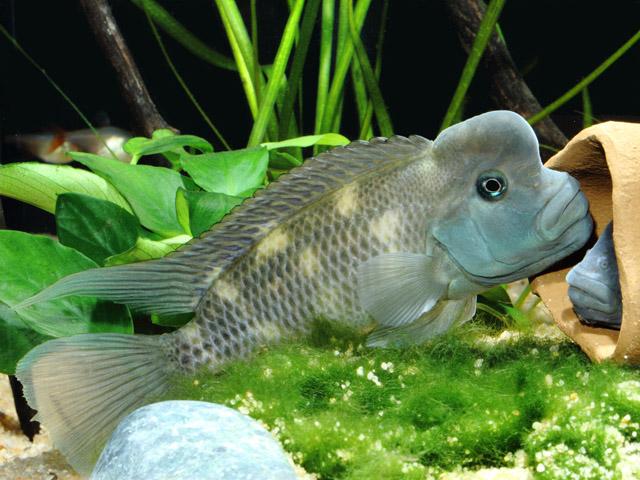 Steatocranus casuarius - Buckelkopfbuntbarsch Steatocranus casuarius - Buckelkopfbuntbarsch