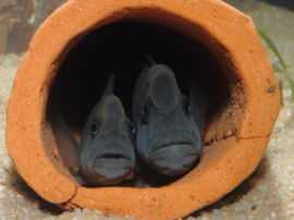 Steatocranus casuarius - Buckelkopfbuntbarsch