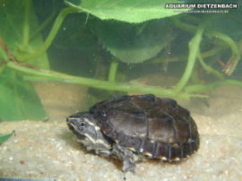 Sternotherus odoratus