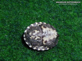 Sternotherus odoratus