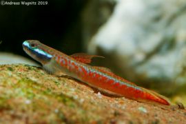 Stiphodon annieae - Annie's Goby