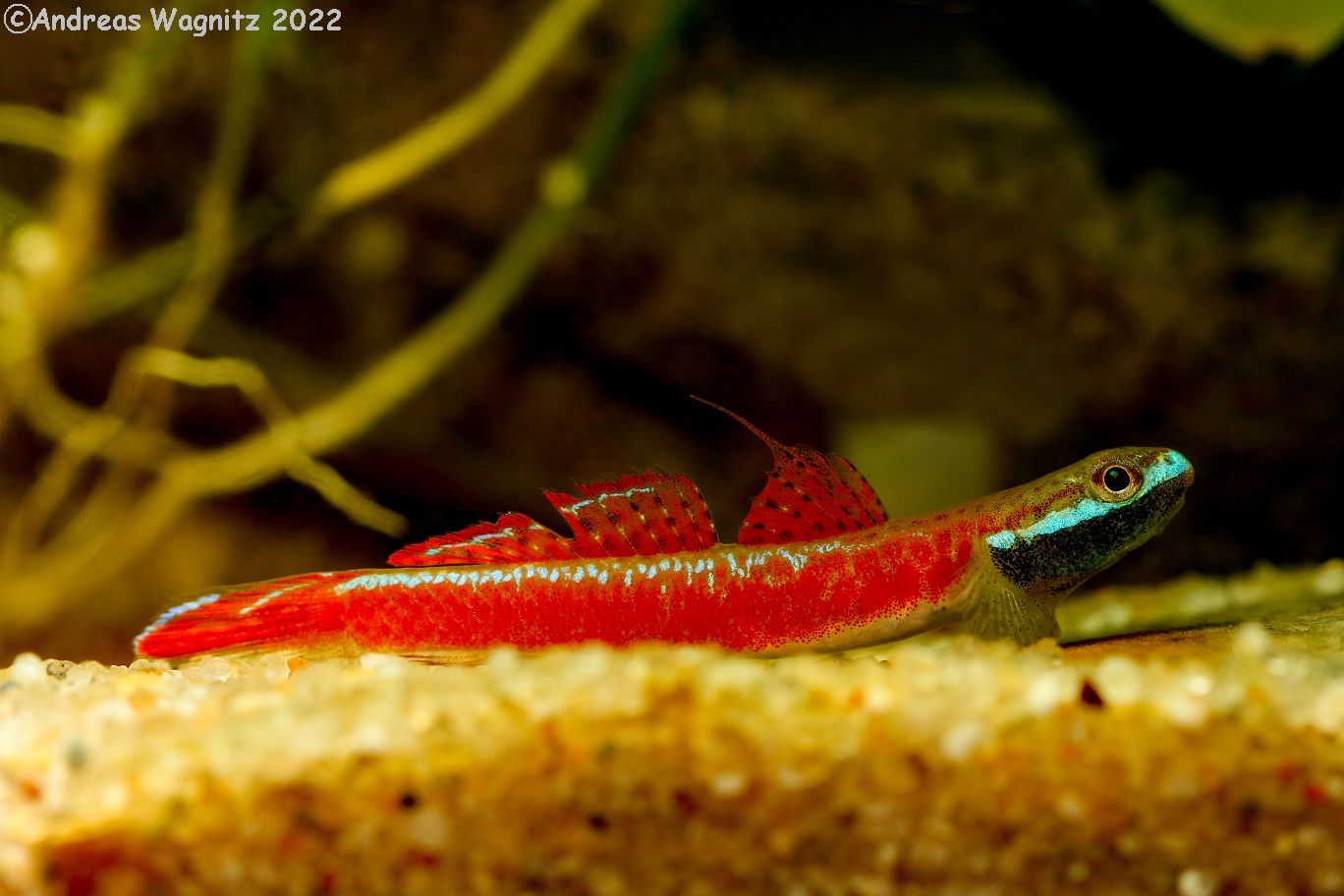 Stiphodon annieae - Annie's Goby