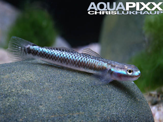 Stiphodon elegans - Green Riffle Goby