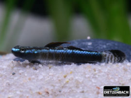 Stiphodon percnopterygionus - Golden Neon Goby